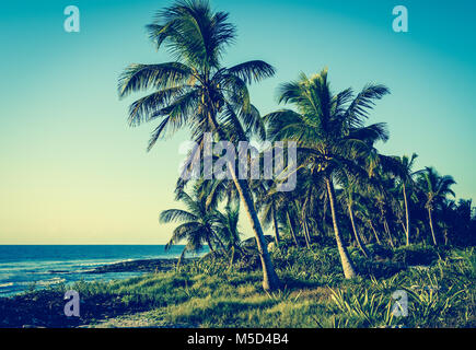 Alberi di palma tropicali sulla costa. Retrò, vintage stilizzato. Foto Stock