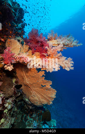 Coral reef, grandi gorgonie (Annella mollis), diversi coralli molli (Alcyonacea), rosso, Mar Rosso, Egitto Foto Stock