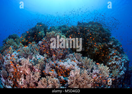 Tipico Coral reef, densamente ricoperta con diversi coralli, con shoal Anthias (Anthiinae), Mar Rosso, Egitto Foto Stock