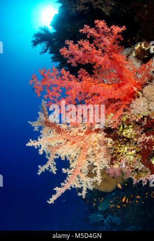 Coral reef, di diverso colore della Klunzinger Soft Coral (Dendronephthya klunzingeri), rosso, rosso, Mar Rosso, Egitto Foto Stock