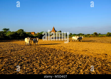 Gli agricoltori sono l'aratura di un campo con due capi di bestiame, una pagoda di Bagan nella distanza Foto Stock