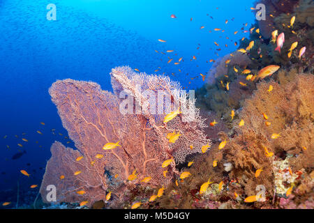 Coral reef fittamente ricoperta da gorgonie (Gorgonacea), giganti di mare (ventola Annella mollis), pesce shoal mare goldies (Pseudanthias Foto Stock