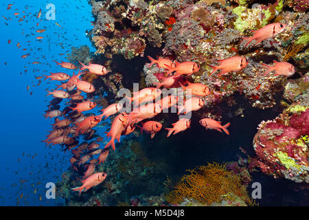 Sciame di pigna soldierfishes (Myripristis murdjan) al Coral Reef, Mar Rosso, Egitto Foto Stock