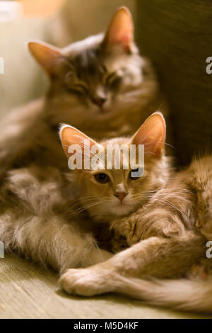 Razza somalo cat. I vecchi maschio e femmina giovane gattino. Foto Stock