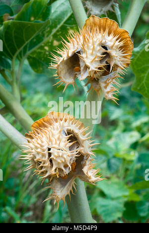 Thorn apple (Datura inoxia), i frutti e le sementi, chiusa in alto Foto Stock