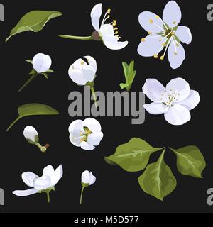 Apple Blossom clip-art vettoriali Set di fiore bianco immagine su sfondo nero fiore di ciliegio Illustrazione Vettoriale