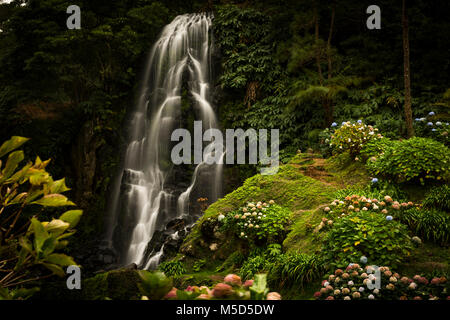 La cascata di fronte Le Ortensie (Hydrangea), il Parque Natural da Ribeira Caldeirões Dos, Achada, Sao Miguel, Azzorre, Portogallo Foto Stock