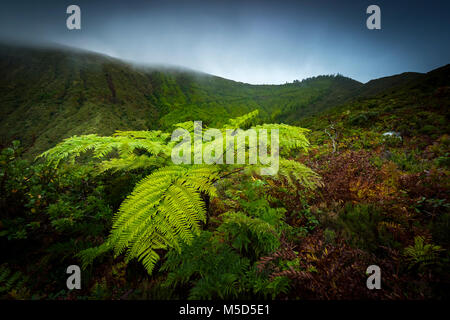 Tree fern (Cyatheales) nella parte anteriore delle pendici del monte nella nebbia, Lagoa das Fogo, Sao Miguel, Azzorre, Portogallo Foto Stock