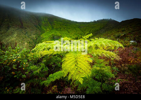 Tree fern (Cyatheales) nella parte anteriore delle pendici del monte nella nebbia, Lagoa das Fogo, Sao Miguel, Azzorre, Portogallo Foto Stock