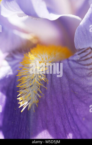 Bloom, stagione, giallo, molla, bella, impianti, natura, iris, striature di luce, striature, macro, fiore, polline, abstract e brillare il sole, petalo Foto Stock