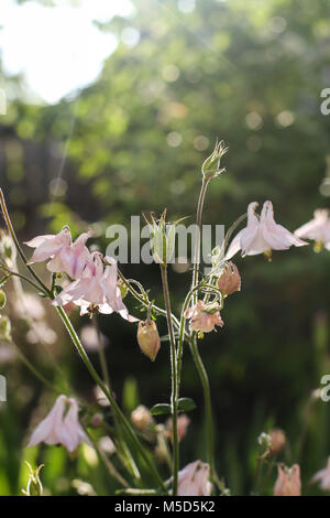 Bell, luminoso, giorno, fiore, verde, ombra solare, sun, vegetazione Foto Stock