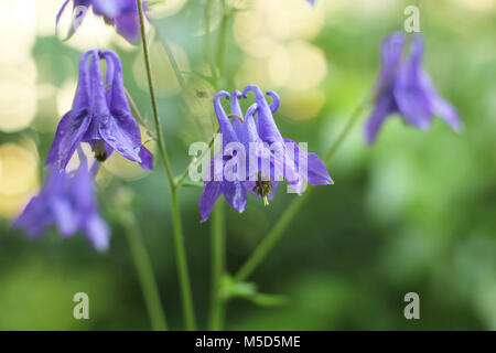 Blooming, sfondo, Bluebell, bloom, flora, colore, bellezza, macro, bellissimo giardino verde, impianto, natura, fiore Foto Stock