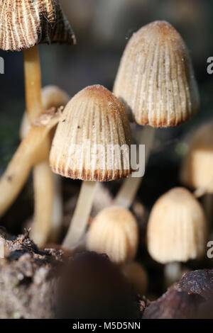 Funghi, piccoli funghi, marrone, sfocatura, estate, lucentezza, giorno, materie, verde, macro, colore, organico, legno, fresche, bianco naturale, sfondo, natura Foto Stock