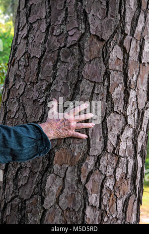 Uomo di collegamento con la natura toccando la ruvida scorza di un grande albero di pino. Foto Stock