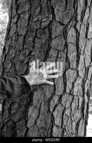 Uomo di collegamento con la natura toccando la ruvida scorza di un grande albero di pino. Foto Stock