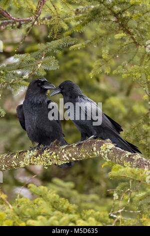 Corvi comune (Corvus corax), coppia seduta sul ramo, Canton Giura, Svizzera Foto Stock