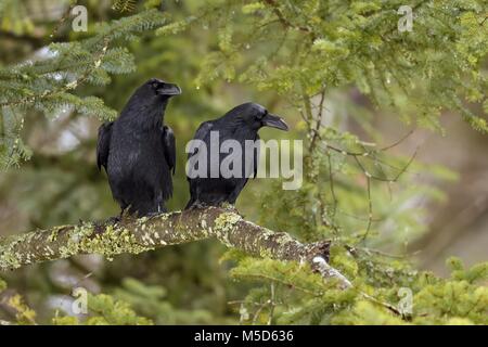 Corvi comune (Corvus corax), coppia seduta sul ramo, Canton Giura, Svizzera Foto Stock