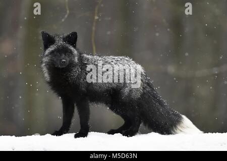 Silver fox, scuro-nero, variazione di colore del Red Fox (Vulpes vulpes vulpes), in nevicata, captive, Repubblica Ceca Foto Stock
