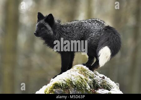 Silver fox, scuro-nero, variazione di colore del Red Fox (Vulpes vulpes vulpes), sorge su di una pietra, captive, Repubblica Ceca Foto Stock