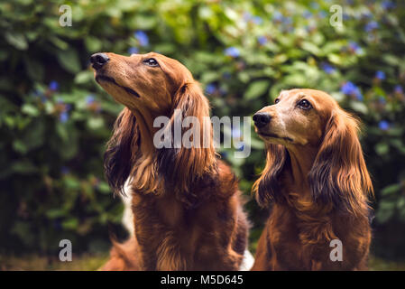 Due con i capelli lunghi dachshunds (Canis lupus familiaris), seduta, animale ritratto, Svizzera Foto Stock