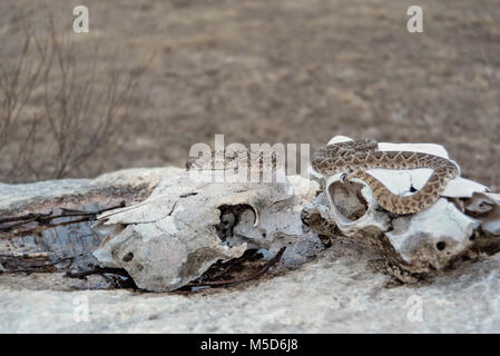 Rattlesnake sul boulder nella parte anteriore della mucca teschi in Texas Foto Stock