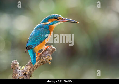 Common kingfisher (Alcedo atthis) si siede sul ramo, Nord Reno-Westfalia, Germania Foto Stock