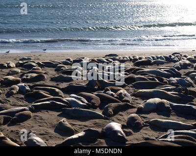 Raccolta delle guarnizioni di elefante Foto Stock