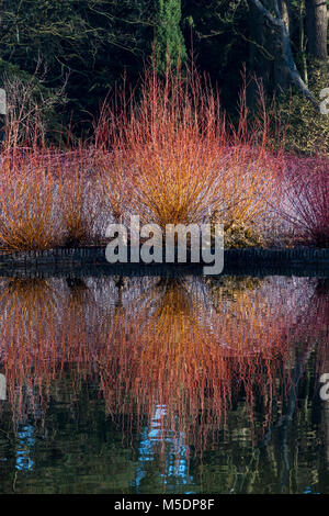 Salix alba var. Vitellina 'Yelverton'. Golden willow Vitellina 'Yelverton' steli in inverno si riflette nel lago. RHS Wisley Gardens, Surrey, Inghilterra Foto Stock