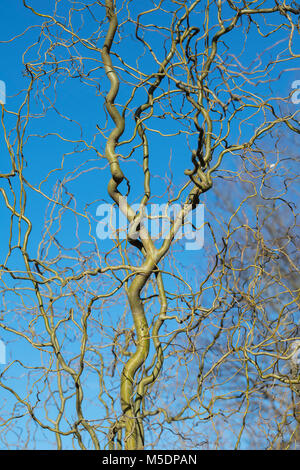 Salix vanstones 'oro'. Struttura di cavatappi / contorte WIllow steli in inverno. Inghilterra Foto Stock