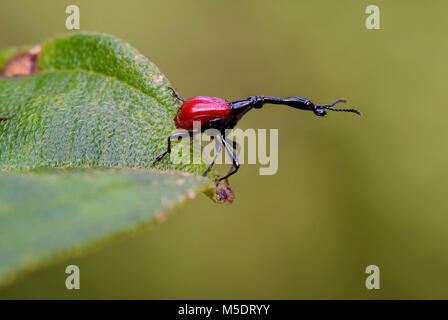 La giraffa il collo curculione - Trachelophorus giraffa, bella rossa iconico del Madagascar beetle dalla costa est di foresta tropicale. Foto Stock