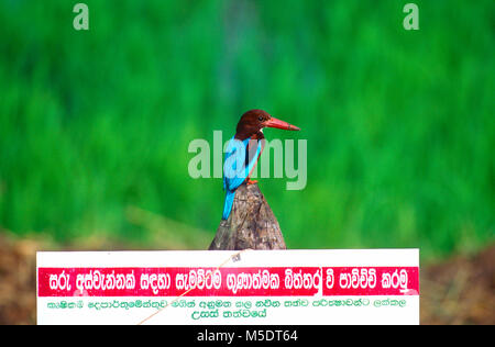 Bianco-throated Kingfisher, Halcyon smyrnensis, Alcedinidae, Kingfisher, bird, animale, Sri Lanka Foto Stock