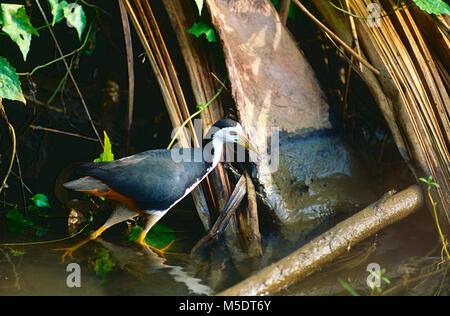 Petto bianco Waterhen, Amauornis phoenicurus, Waterhen, Rallidae, bird, animale, Sri Lanka Foto Stock