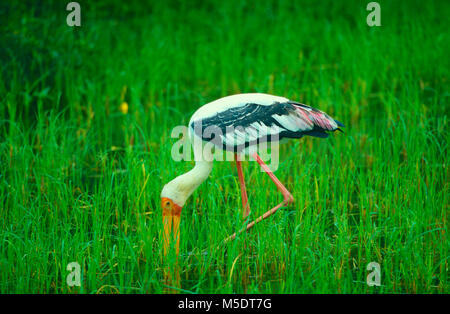 Dipinto di Stork, Mycteria leucocephala, Ciconiidae, Stork, bird, animale, Yala National Park, Sri Lanka Foto Stock