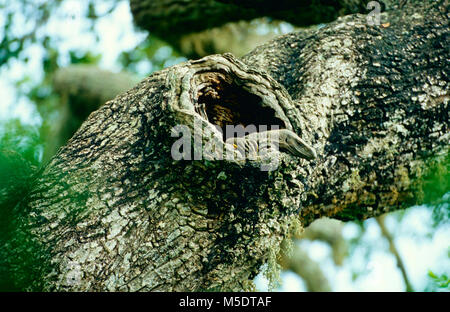 Monitor del Bengala, Varanus benegalensis, Varanidae, Monitor, nella struttura ad albero cavo, rettile, Yala National Park, Sri Lanka Foto Stock