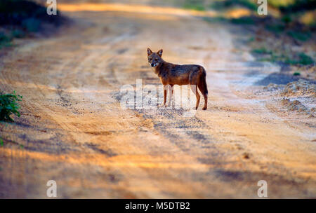 Golden Jackal, Canis aureus, Canidae, Jackal, animale mammifero, Yala National Park, Sri Lanka Foto Stock