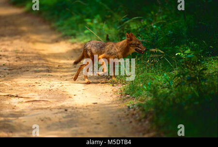 Golden Jackal, Canis aureus, Canidae, Jackal, animale mammifero, Yala National Park, Sri Lanka Foto Stock