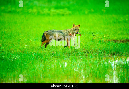 Golden Jackal, Canis aureus, Canidae, Jackal, con carrion, animale mammifero, Yala National Park, Sri Lanka Foto Stock
