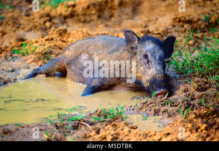 Il Cinghiale Sus scrofa, suidi, cinghiale, animale mammifero, wallowing,Yala National Park, Sri Lanka Foto Stock