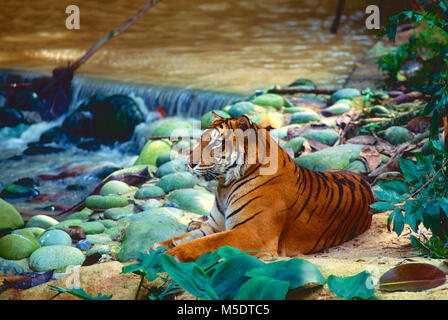 La tigre di Sumatra, Panthera tigris sondaica, Felidae, tigre, predator, animale mammifero, captive, Zoo, Singapore Foto Stock