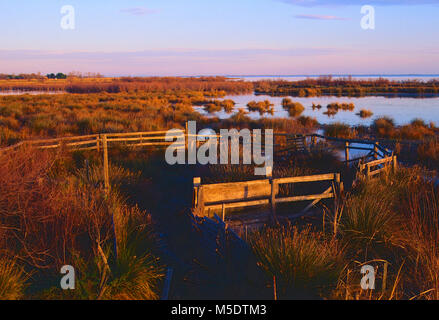 Bull enclosure, marsh, Etang de Vaccarès, lago, stagno, Camargue, Bouches-du-Rhône, Provenza, Francia Foto Stock