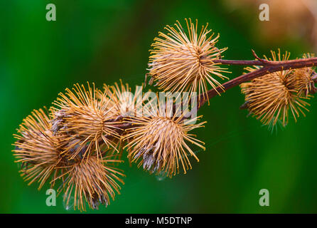 Maggiore, Bardana Arctium lappa. Asteraceae, Bardana, frutti, ganci di filo spinato, pianta invasiva, Parco Nazionale dei laghi di Waterton, Alberta, Canada Foto Stock