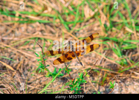 Halloween pennant, Celithemis eponia, Libellulidae, dragonfly, insetti, animali Everglades National Park, Florida Foto Stock