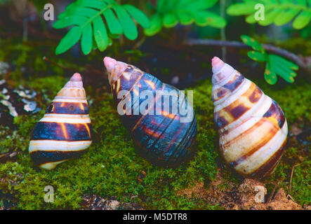 Struttura Liguus lumaca, Liguus fasciatus, Orthalicidae, albero lumaca, lumaca, animale, Everglades National Park, Florida, Stati Uniti d'America Foto Stock