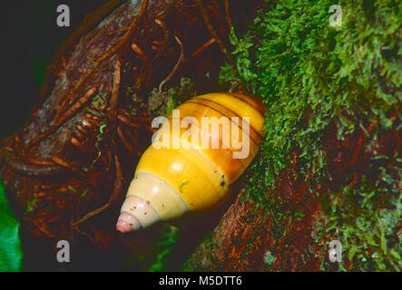 Struttura Liguus lumaca, Liguus fasciatus, Orthalicidae, albero lumaca, lumaca, animale, Everglades National Park, Florida, Stati Uniti d'America Foto Stock