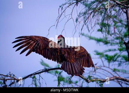 La Turchia avvoltoio, Cathartes aura, Cathardidae, avvoltoio, rapace, ali di essiccazione, bird, animale, Everglades National Park, Florida, Stati Uniti d'America Foto Stock