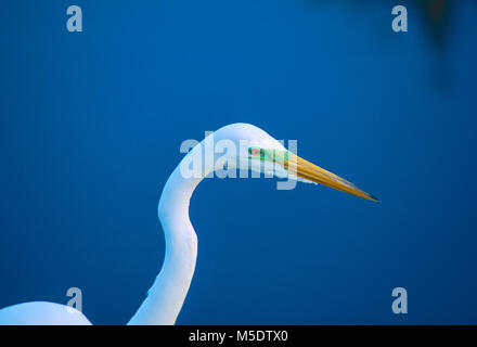 Airone bianco maggiore, Egretta alba, Ardeidi, Garzetta, Heron, allevamento del piumaggio, ritratto, bird, animale, Everglades National Park, Florida, Stati Uniti d'America Foto Stock