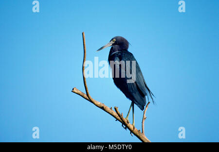 Piccolo airone cenerino, Egretta caerulea, Ardeidi airone. Bird, animale, Ding Darling Wildlife Refuge, Florida, Stati Uniti d'America Foto Stock