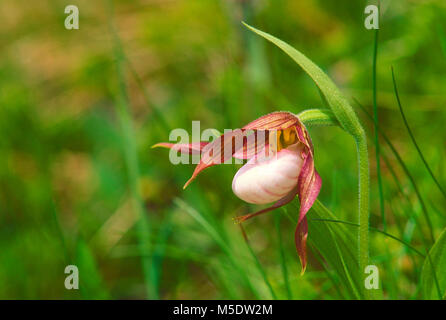 Ladyslipper montagna, Cypripedium montanum, Orchidaceae, orchidea, fiore, blossom, dettaglio di fiori selvaggi, vegetali, Parco Nazionale dei laghi di Waterton, Alberta, Ca Foto Stock