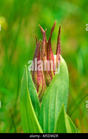 Ladyslipper montagna, Cypripedium montanum, Orchidaceae, orchidea, flower bud, dettaglio di fiori selvaggi, vegetali, Parco Nazionale dei laghi di Waterton, Alberta, Canada Foto Stock