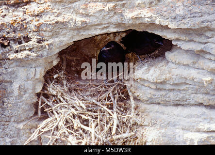 Raven comune, Corvus corax, Corvidae, Raven, annidata, in procinto di lasciare il nido, aerie, nella caverna, in rockface, uccelli, animali del Parco Nazionale di Jasper, Alb Foto Stock